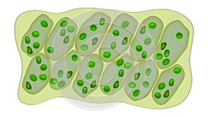 Leaf cells microscope magnification, plant leaf microscopic structure